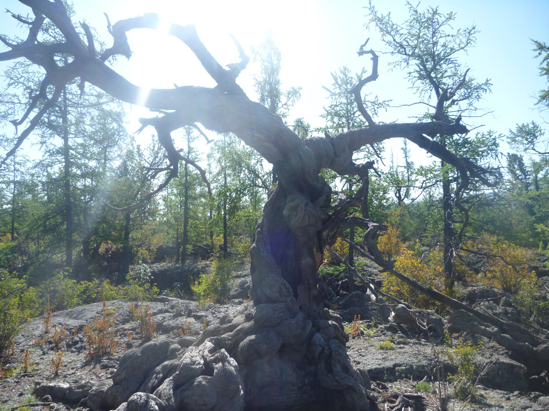 Ancient Siberian pine