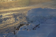 seaice