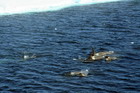 whales
