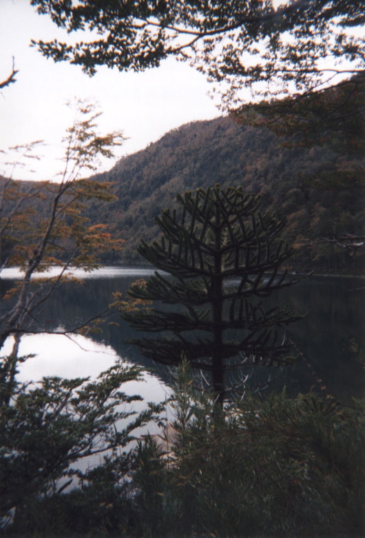 funkytree