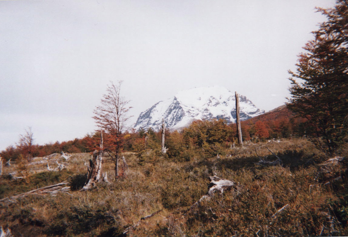 torres-and-dead-wood