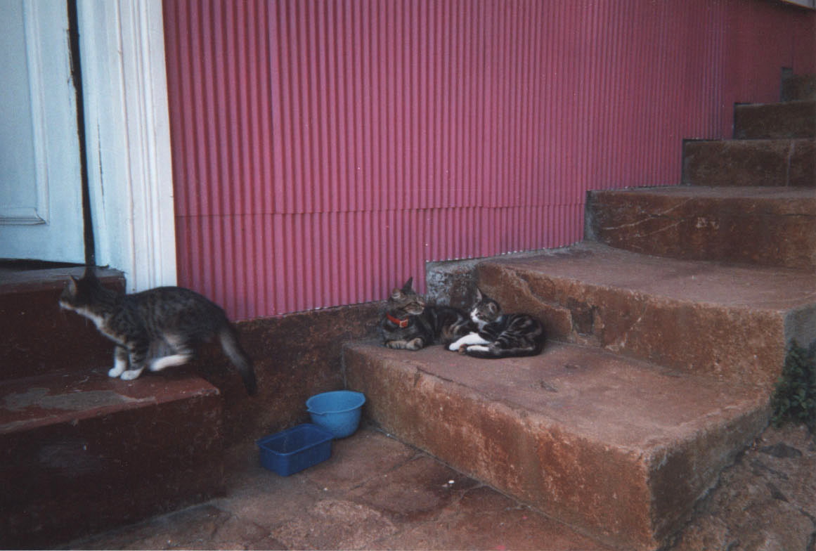 gattos-on-pink