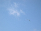 DSCN0508.jpg