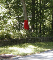 Red flag on tree at bend in road.