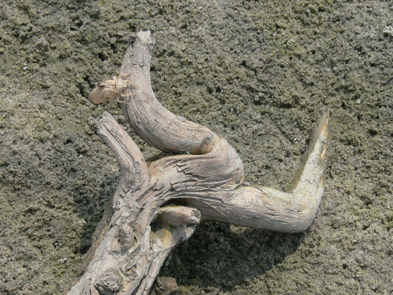 17d_P1000538