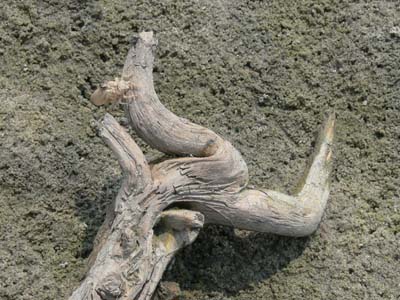 17d_P1000538