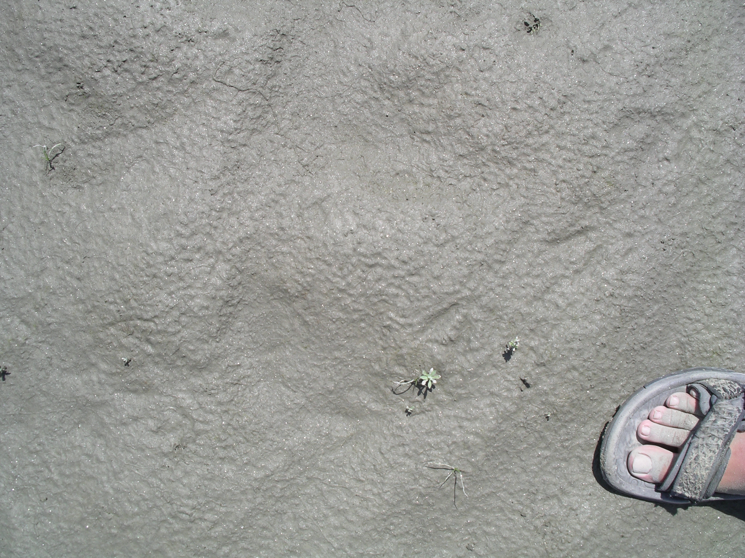 S39_0654a_7519
