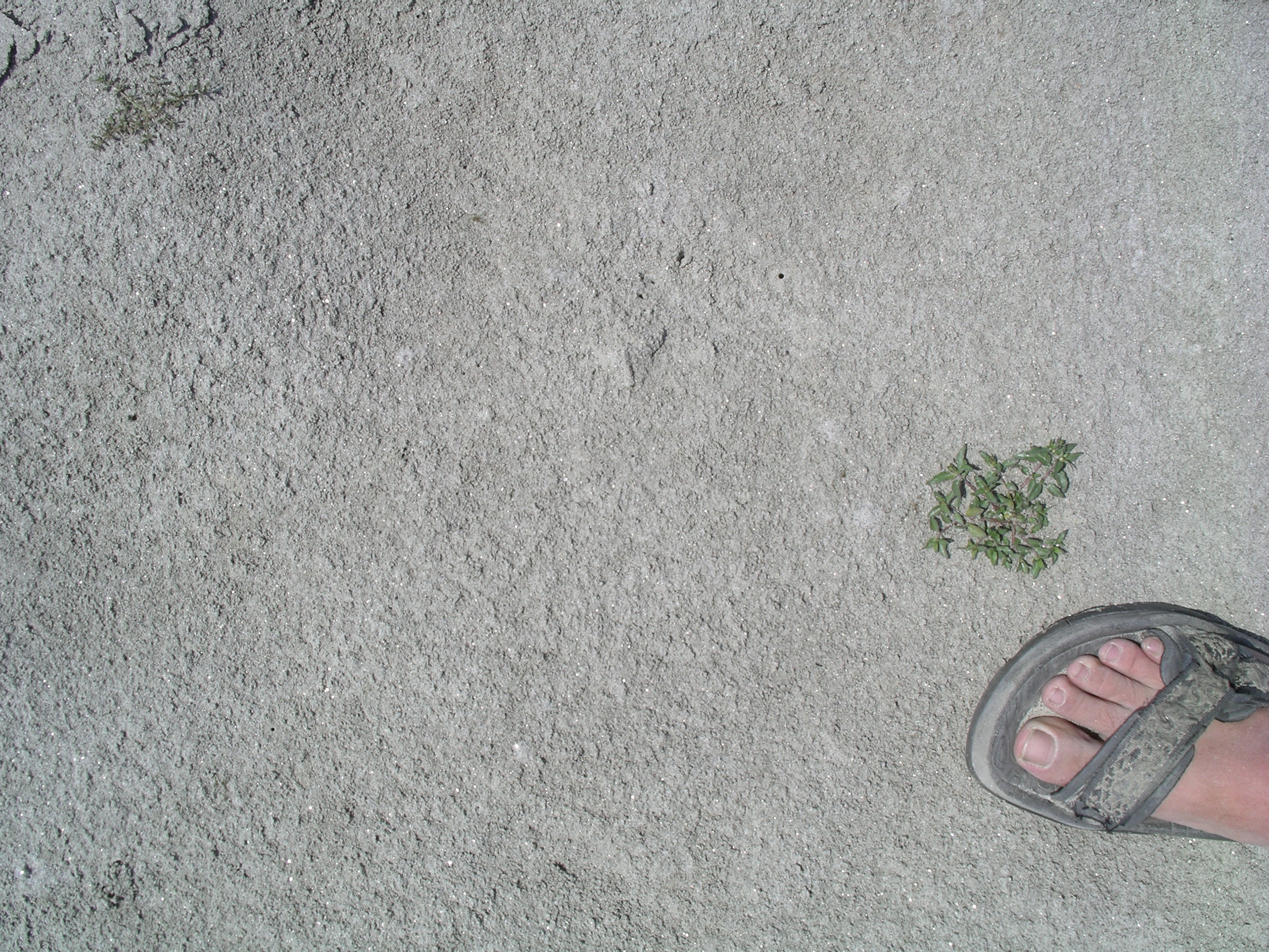 S55_0663c_7556