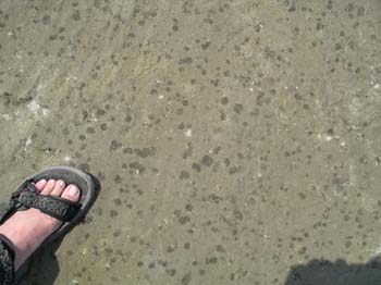 S08_0625a_7361