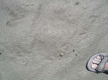 S39_0654a_7519