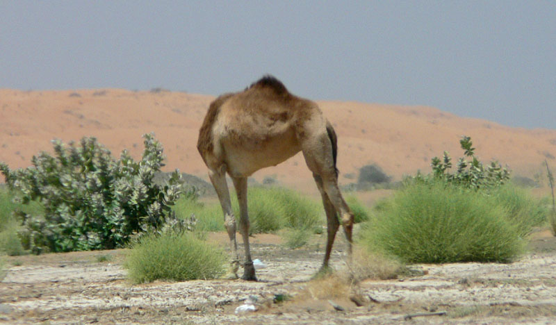 C_P1010749