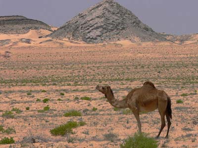 17_Camelspotting