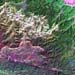 L5128050_20091128PangSida