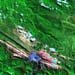 L71103063_20030529Puncak