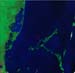 L5019048_19940328Belize